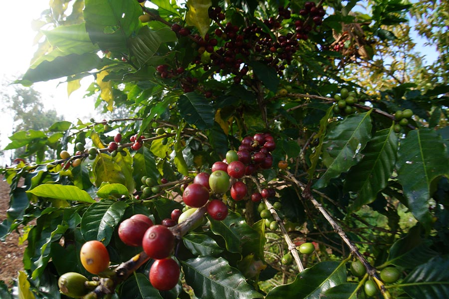 mame_f_01.jpg?1752723104415